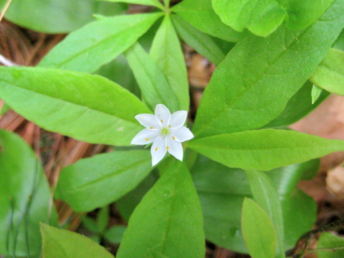 starflower (Trientalis borealis)