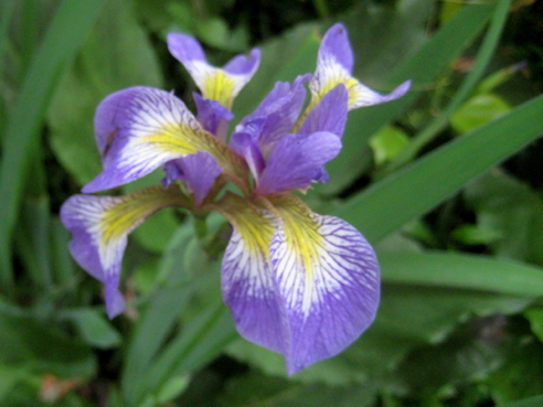 blue flag iris, iris versicolor