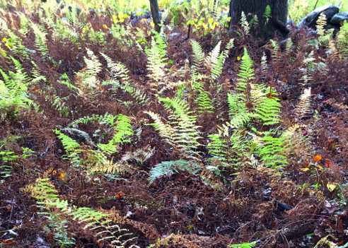 ferns lit up by the low autumn sun