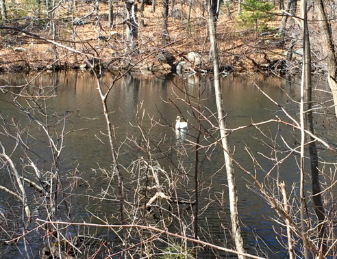 swan on stillwater pond