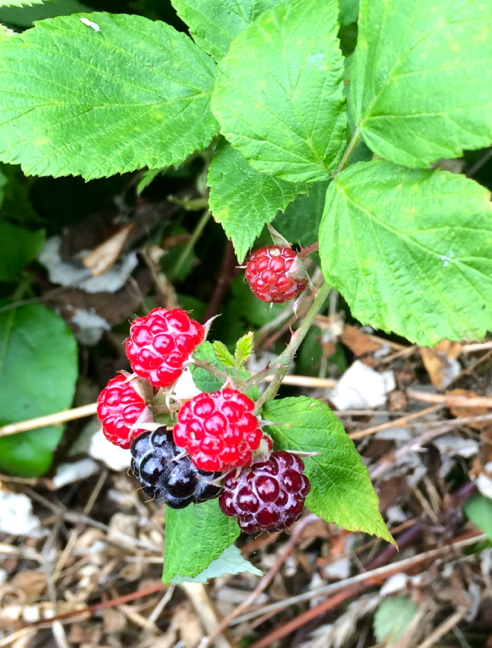 mmm... berries...