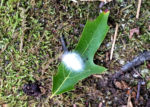flannel moth caterpillar