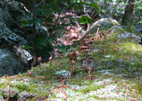 tiny forest