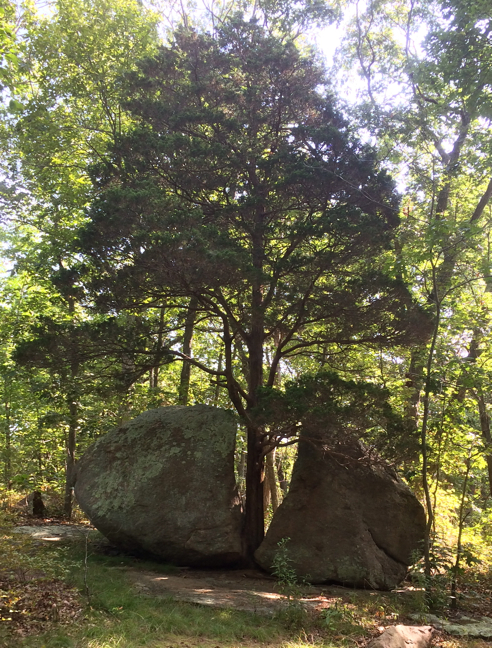 iconic tree and boulder