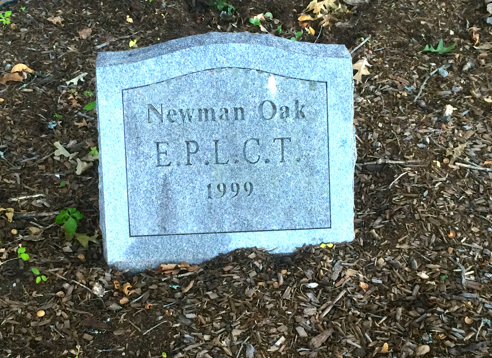 plaque under the newman oak