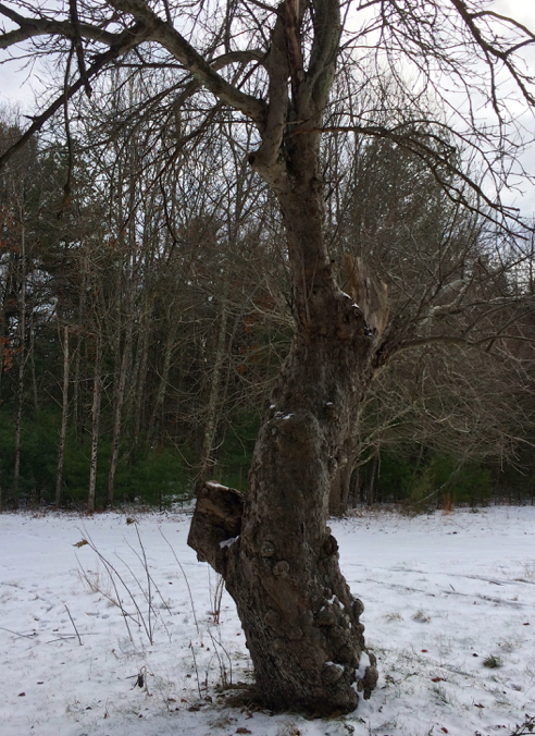old gnarled tree