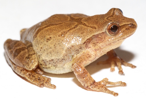 spring peeper, wikimedia commons image