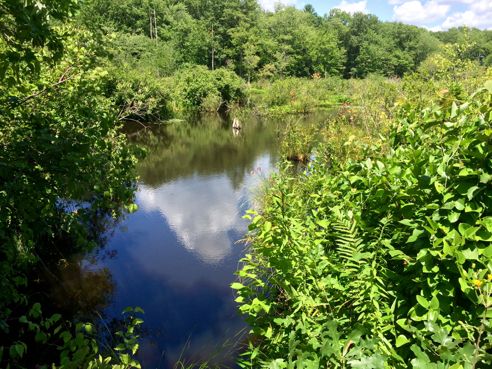 raymond brook swamp
