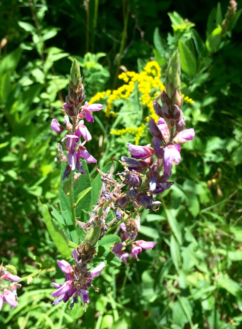 loosestrife and goldenrod