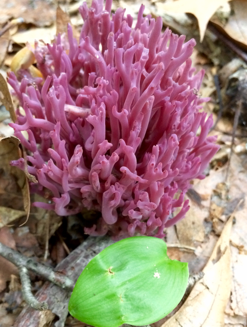 purple coral mushroom