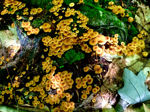 mushrooms galore