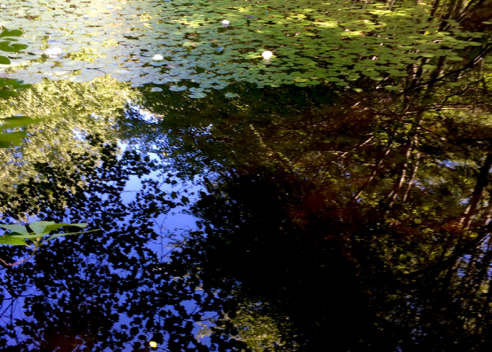 catch pond on phillips brook