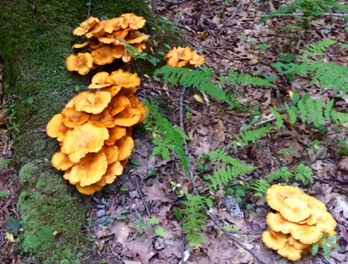jack o'lantern mushrooms