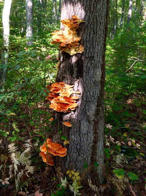 some fine sulphur shelf mushrooms