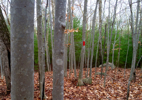 young beech thicket