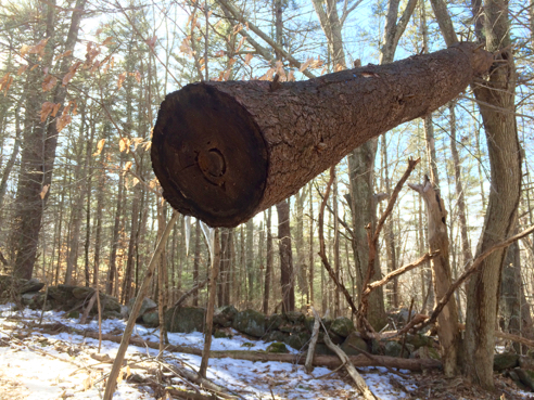 An Ominous-Looking Log