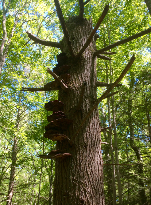 Old Hemlock with Reishi Mushrooms attached