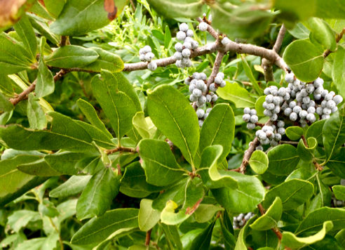Bayberries