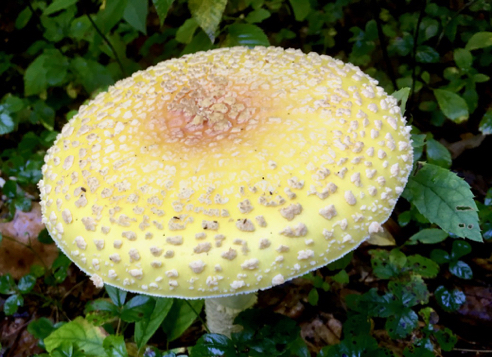 Fly Agaric, Amanita muscaria var. guessowii