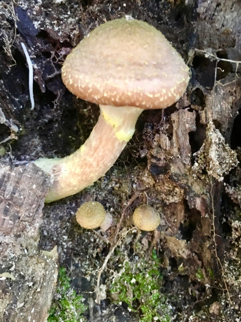 Unknown Mushroom in a Tree Cavity