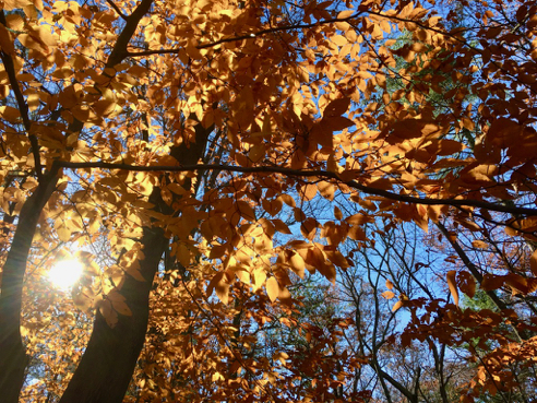 Sunlight in Beech Leaves