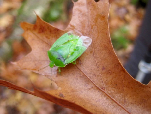 Green Stink Bug, Chinavia hilaris