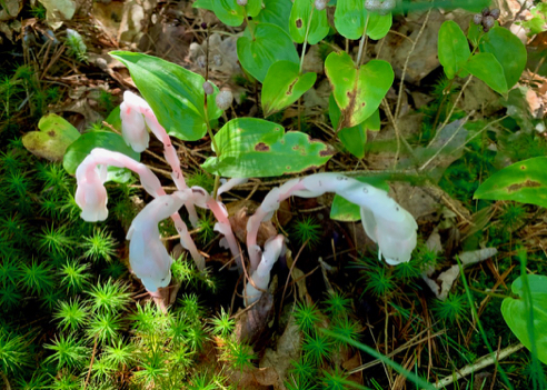 Pink Ghost Pipes, Monotropa uniflora